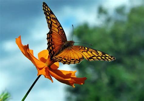 Habitat Da Borboleta Onde Elas Vivem Mundo Ecologia