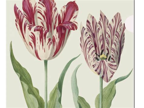 L Mapje A Formaat Tulpen Tulips Jacob Marrel Collection Rijksmuseum