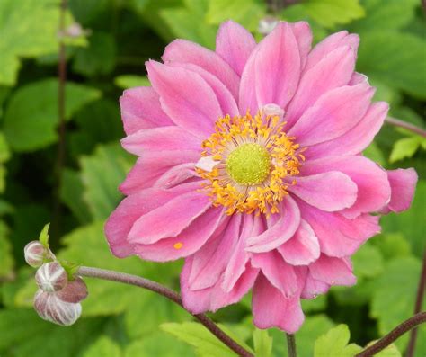 Pamina Anemone x Hybrida plant - Pine River Farm