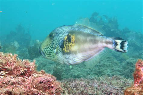 Six Spine Leatherjacket SydneyDives