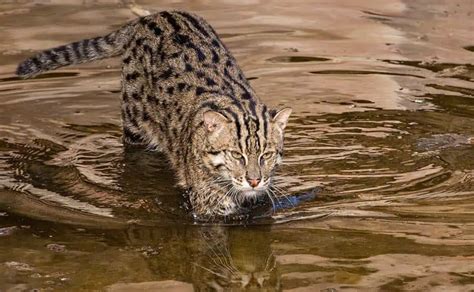 Fishing cat | species data, conservation - BigCatsWildCats