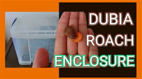 How To Set Up A Dubia Roach Enclosure Youtube