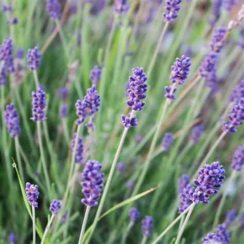 Planta De Lavandula Angustifolia