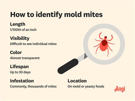 Can Mold Mites Jump at William Gainey blog
