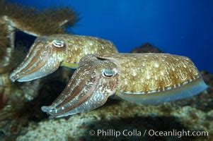 Common Cuttlefish Sepia Officinalis Photo 11780