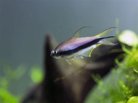 Emperor Tetra Care Guide Everything You Need To Know FishHQ