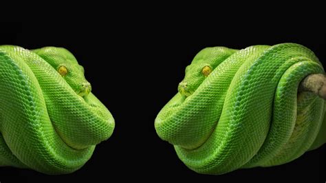 Green Tree Python Wallpaper - WallpaperSafari