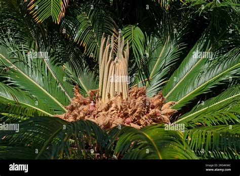 Italy Liguria Sago Palm Cycas Revoluta Mature Seeds Stock Photo Alamy