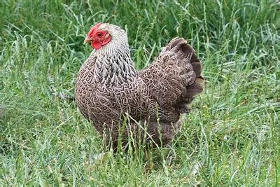 10 Common Miniature Chicken Breeds - Livestocking