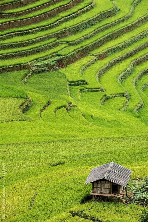 A Hut In The Middle Of A Green Rice Field With Terraced Terraces On