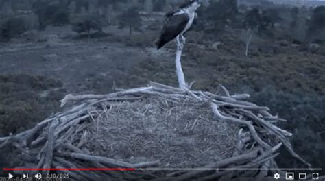 Female Osprey Cj Arrival On Poole Harbour Nest Cam Birds Of Poole