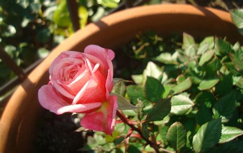 Αυτές είναι οι αγαπημένες μου τριανταφυλλιές! - Γόβα Στιλέτο