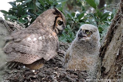 Great Horned Owl Eggs