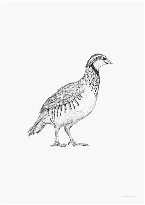 Download free png of png sticker grey partridge bird hand drawn by ...