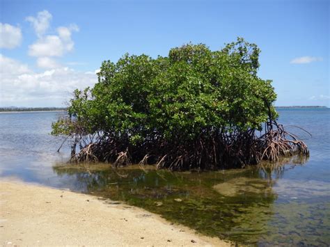 Mangrove Tree Pictures, Information on Mangrove Trees