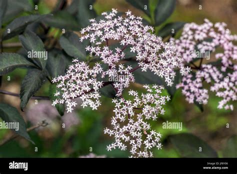 Sambucus Nigra Thundercloud Black Elder Sambucus Flowers Stock