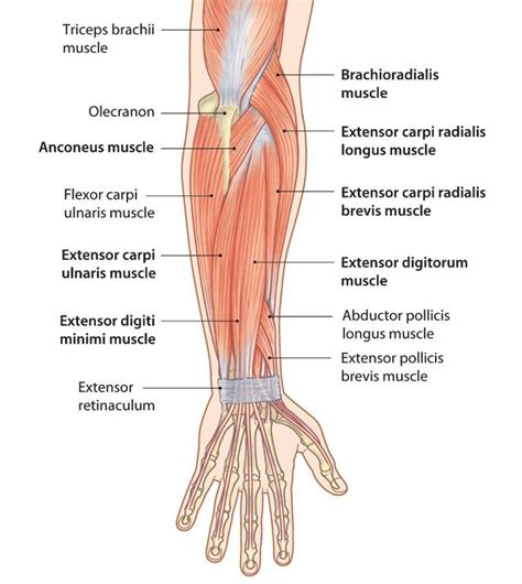 Forearm Pain Treatment - El Paso, TX | Sciatica Pain and Treatment Clinic