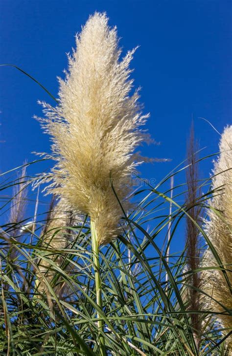 Hierba De Pampa Contra Panicles Skyfluffy Azules Del Cortaderia