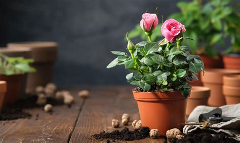 Details Picture Ramos De Novia Con Rosas Y Tulipanes Abzlocal Mx