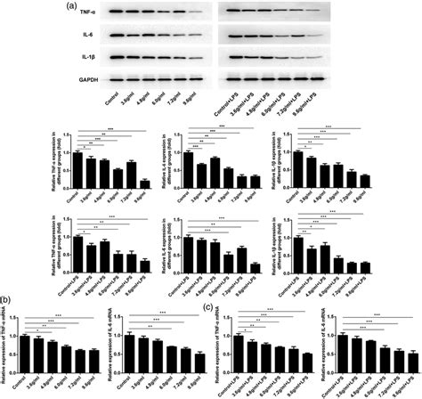 Expression Levels Of Tnf α Il 6 And Il 1β Were Reduced After Exposure Download Scientific