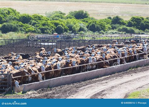 Group Of Cows In Intensive Livestock Farm Land Uruguay Stock Photo