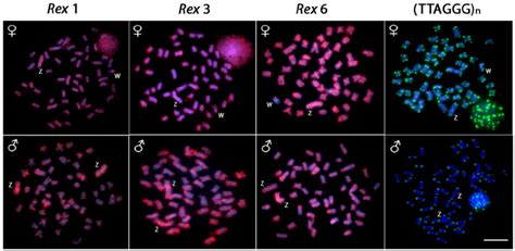 Metaphase Plates Of Triportheus Trifurcatus Probed With Rex1 Rex3