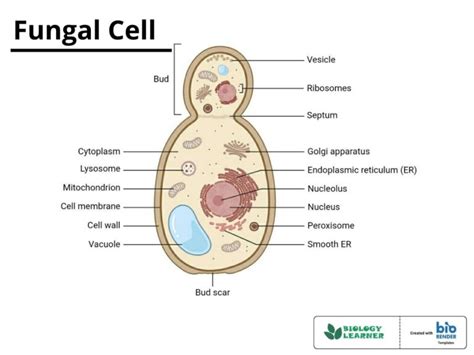 structure  fungal cell  diagram