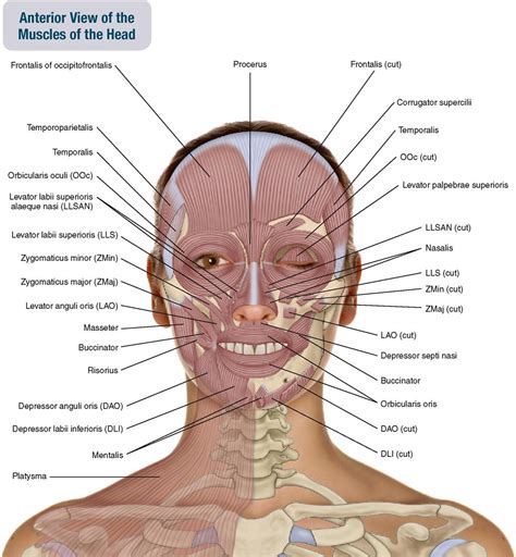 9. Muscles of the Head | Musculoskeletal Key