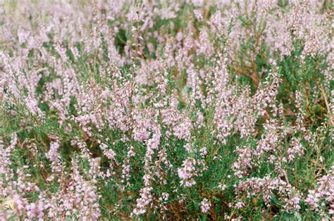 Calluna vulgaris – free photo on Barnimages