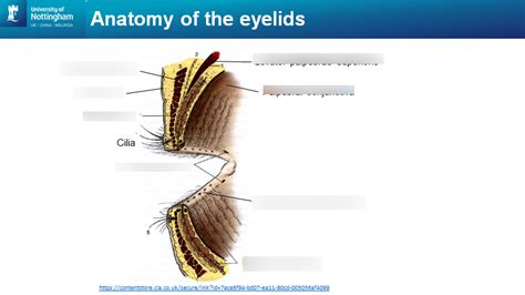 Conjunctiva And Eyelids Diagram Quizlet