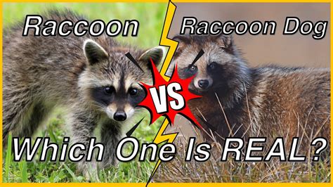 raccoon  raccoon dog    real exploring similarities