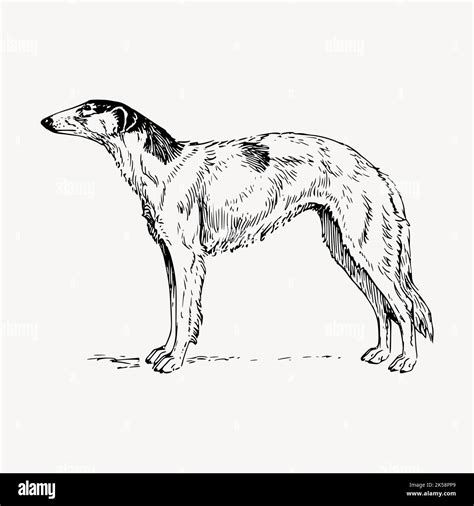 Borzoi Dog Clipart Vintage Animal Illustration Vector Stock Vector