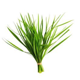 Buy Bulk Citronella Oil Jedwards International