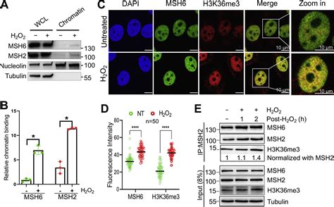 Interplay Between H3k36me3 Methyltransferase Setd2 And Mismatch