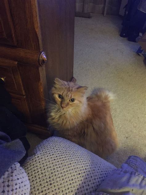 Sioux Falls Pets - Lost & Found | Nola -Do you know of a rescue for