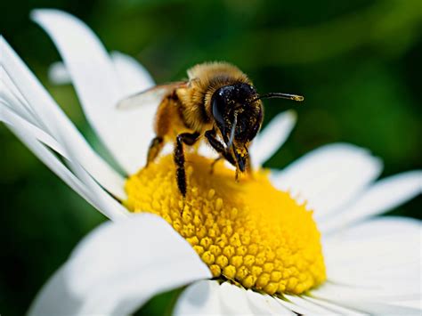 5 Ways To Help Pollinators In Your Own Backyard Programs And Events