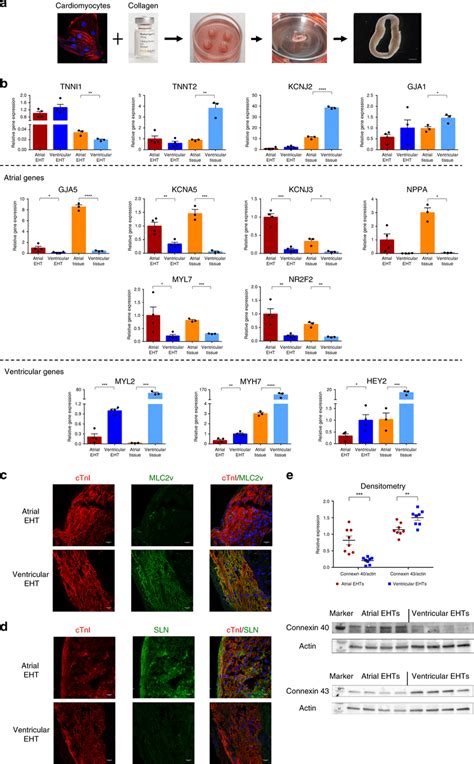 Chamber Specific EHTs Generation And Characterization A Schematic