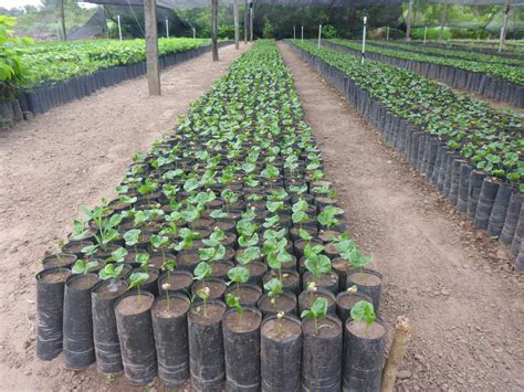 Vivero Producción de plantines ArbolVivo Sicirec Bolivia Ltda