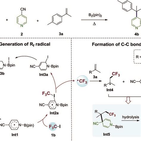 Proposed 4 Cyanopyridine Boryl Radicals Mediated Alkene