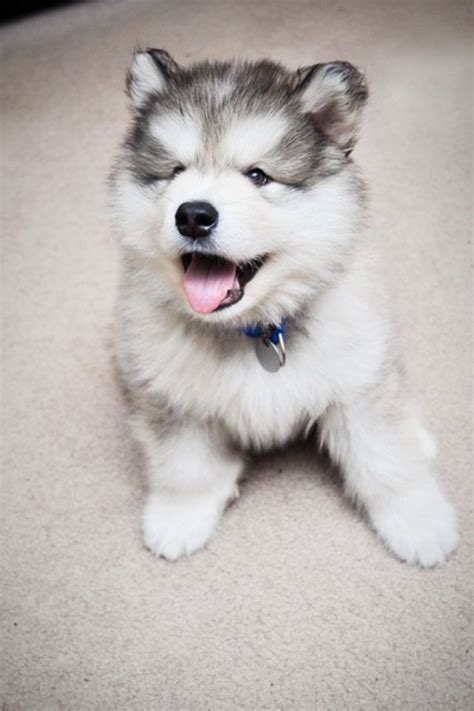 Huskie Baby Animals Cute Baby Animals Puppies