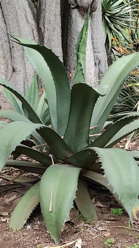 Agave Salmiana Otto Ex Salm Dyck Maguey Ceniso World Flora Pl