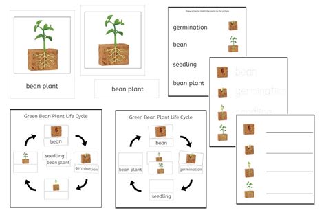 Bean Lifecycle worksheet | Plant life cycle worksheet, Plant life ...