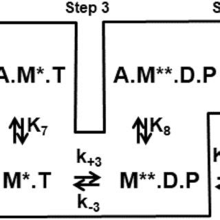 Basal myosin ATPase activity, [myosin] = 3.3 μM, [ATP] = 5 mM. Circles ...