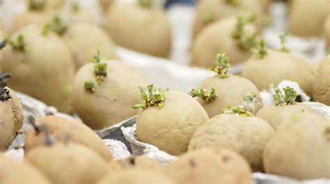 Aardappelen Voorkiemen De Tuin Op Tafel