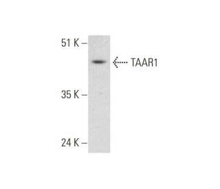 TAAR1抗体 C 12 SCBT Santa Cruz Biotechnology