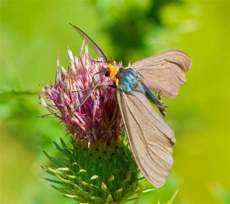 Unkonwn Moth Ctenucha Virginica Bugguide Net