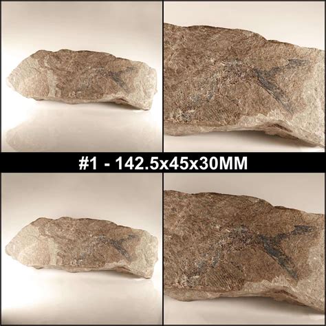 Palaeoniscum fish fossils | Buy genuine fish fossils | UK Shop