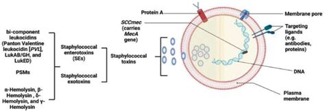 Virulence Factors Of Staphylococcus Aureus Download Scientific Diagram