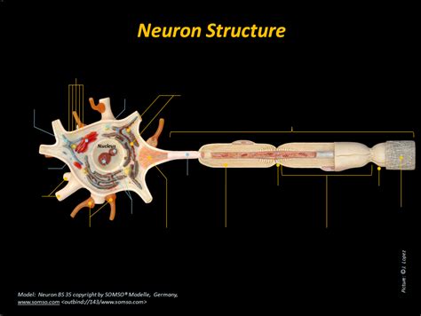 Neuron Structure Diagram | Quizlet