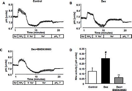 Nhe Activity In Hl Cardiomyocytes Following Treatment With